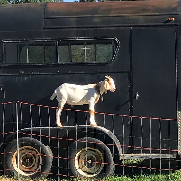 Meet your Posher, Gabriel - Picture 1 of 1